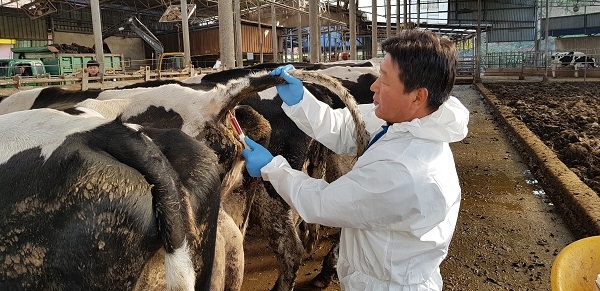 경주시가 내달 말까지 소·염소 구제역 백신 일제접종 및 돼지 구제역 백신 보강접종을 실시한다.