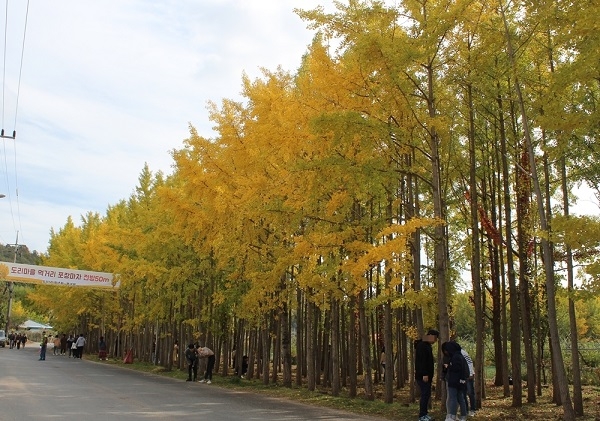 경주시 서면 도리 은행나무 숲.
