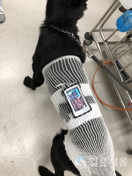 복부에 전극을 부착하는 밴드만 감고 알약 형태의 캡슐을 삼키기만 하면 되는 검사로 검진하는 장면 @ 경상대학교 제공