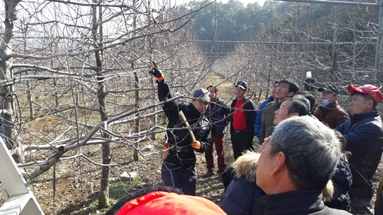 과수 전정교육