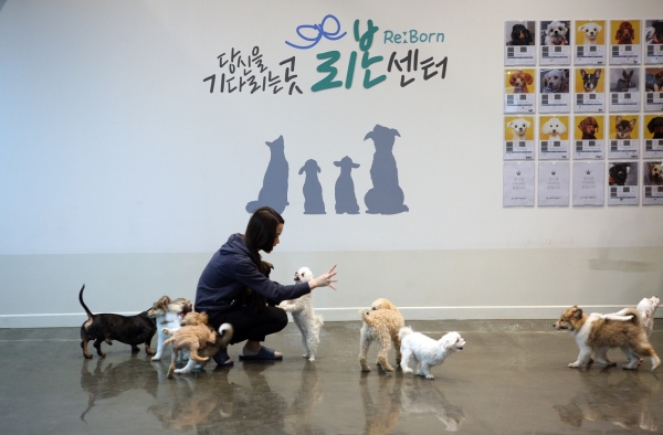 카페형 유기동물분양센터 '리본(Re:Born)'