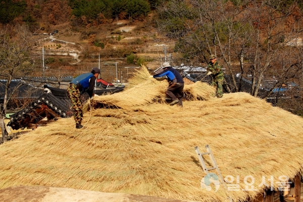 전통가옥 초가지붕 이엉 잇기 한창 @ 의령군 제공