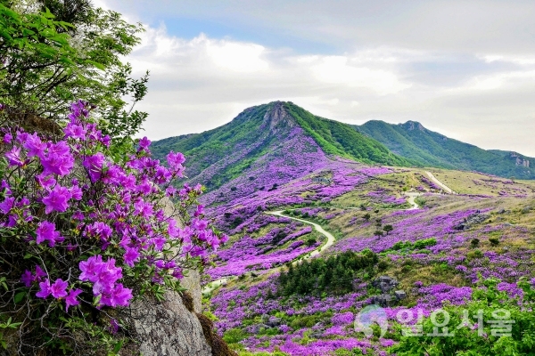 황매산 철쭉 @ 산청군 제공