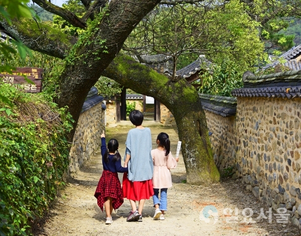 남사예담촌 부부회화나무 아름다운 길따라 @ 산청군 제공
