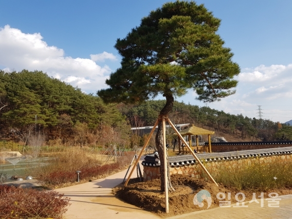 분재공원 소나무 @ 합천군 제공