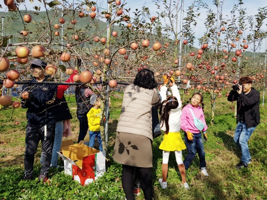 전남 장성군 삼서면 드림빌사과테마공원마을에서 사과 수확체험을 하고 있는 방문객의 모습