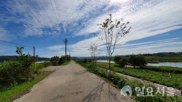 공릉천 제방 가로수길 조성(현재 모습)