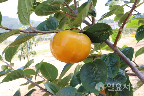 경상남도 육종 올누리 단감 @ 경상남도농업기술원 제공
