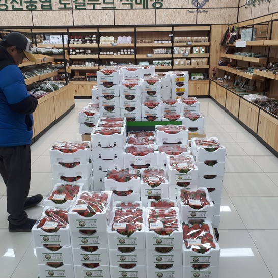 전남 강진 로컬푸드직판매장에 진열된 딸기의 모습