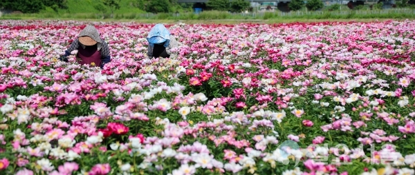 산청 정광들 약초재배단지 작약꽃 만개 @ 산청군 제공
