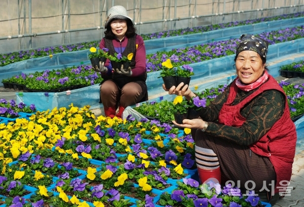 3일 오전 경남 함양군 수동면 함양군농업기술센터 양묘장에서 활짝 핀 팬지꽃 분양을 앞두고 관리인들이 손질을 있다. @ 함양군 제공