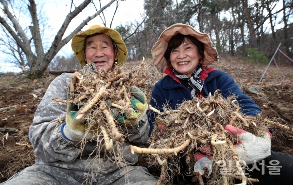 산청군 금서면 가현마을 자연산 둥굴레 수확 한창 @ 산청군 제공