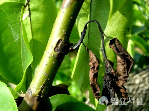 거창군 사과·배 화상병 사전 방제 약제 공급 @ 거창군 제공