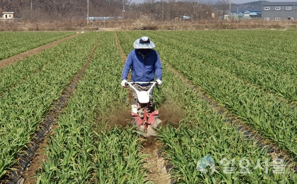 6일, 창녕군 대지면 농가에서 배수로 정비 중인 모습. @ 창녕군 제공