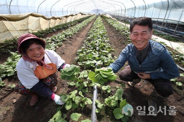 지리산 청정지역 산청군 차황면에서 키운 곰취 @ 산청군 제공