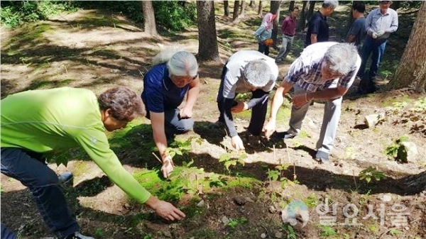고품질 함양산양삼 생산을 통해 2020함양산삼엑스포의 성공적인 개최를 이끌 전국 유일의 ‘산양삼 지킴이’가 활동에 들어간다. @ 함양군 제공