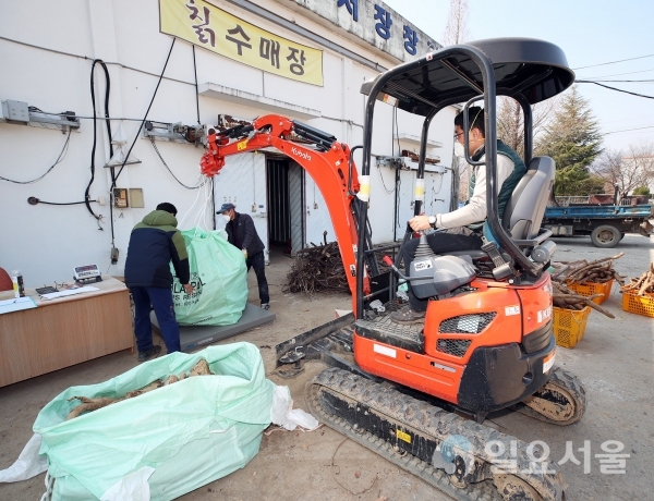 산청군은 지나친 번식으로 자연생태계에 악영향을 끼치는 칡을 효과적으로 제거하는 한편 이를 활용해 주민소득을 높이는 칡 수매사업을 실시한다. @ 산청군 제공
