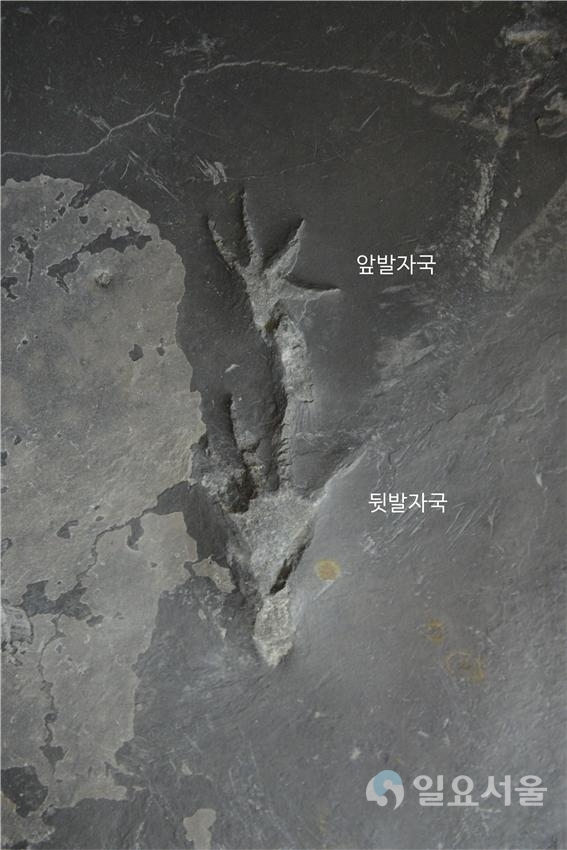 진주혁신도시의 백악기 악어 앞발자국과 뒷발자국