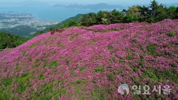 망운산 철쭉 @ 남해군 제공