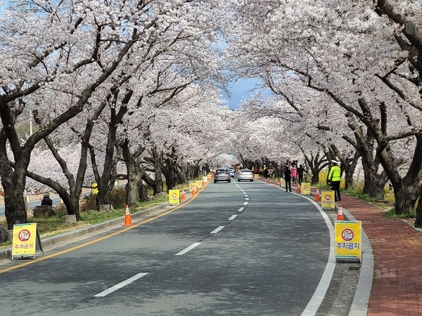 경주 벚꽃길 드라이브 스루 관광.