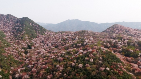 산벚꽃 활짝 핀 담양 외추제의 봄이 절정을 달리고 있다.