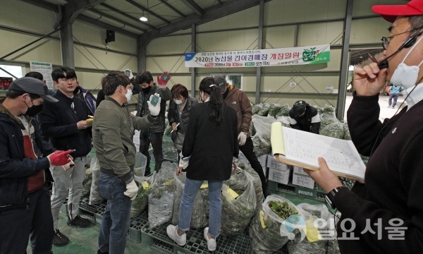 신안면 소재 농산물 간이경매장에서는 두릅과 음나무순, 산마늘, 가죽, 머위 등 다양한 제철 산나물이 인기를 끌고 있다. @ 산청군 제공