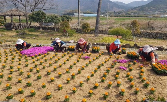 전남 안양면에서 꽃길 조성 사업이 진행되고 있다.