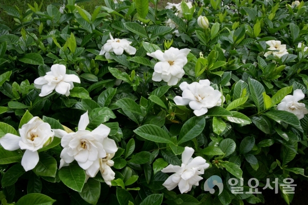 사라져가는 치자꽃 향기 되찾고, 치자열매 소득작목으로 육성(치자꽃) @ 남해군 제공