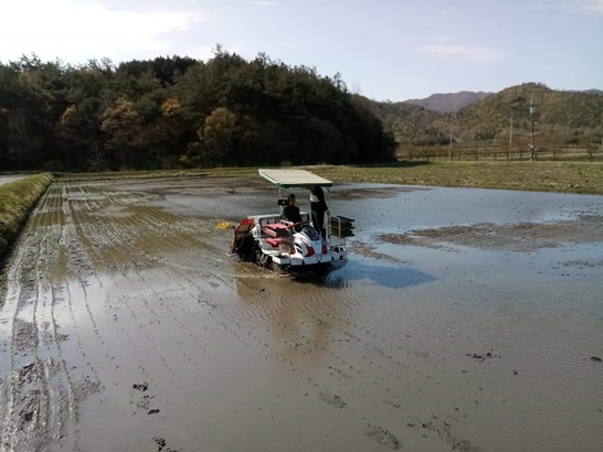 전남 보성군 웅치면에서 올벼쌀 첫 모내기를 시작하고 있는 모습이다.