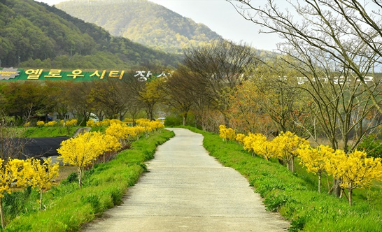 장성 황룡강 자전거 도로변 황금느릅 2