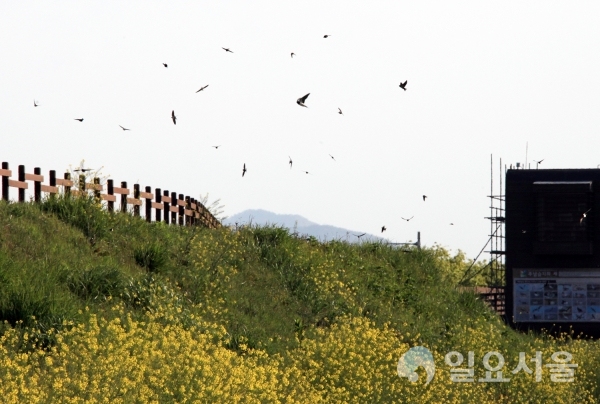 이른 아침부터 분주히 활강하며 먹이 활동을 하는 제비 무리 덕에 주남저수지는 오늘도 분주하다. @ 창원시 제공