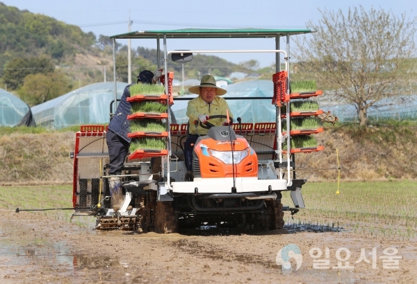 24일, 밀양시 하남읍 남전리 이재철(63)씨의 논에서 올해 첫 모내기가 실시되어 박일호 밀양시장도 함께 일손을 돕고 있다. @ 밀양시 제공