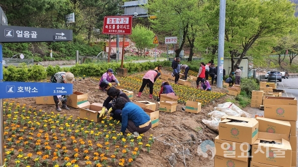 밀양시 산내면은 지난 20일부터 얼음골 입구, 가인리 및 용전진입로 주변에 꽃을 심어 꽃밭을 조성했다. @ 밀양시 제공