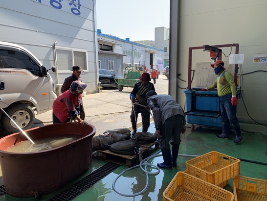 전남 진도군에서 볍씨를 소독하고 있는 모습
