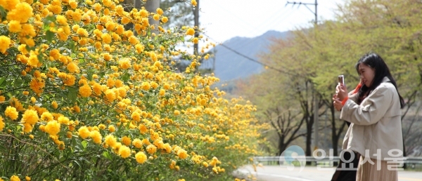 산청 황매산 가는길 노란 황매화 물결