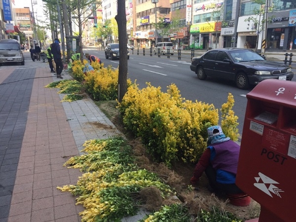 포항시가 2019년부터 2021년까지 3년 동안 연차적으로 교통량이 많은 도심 주요도로변의 기존 잔디녹도 30km에 컬러관목을 식재해 한층 밝아진 주변경관으로 인해 시민들로부터 좋은 반응을 얻고 있다.