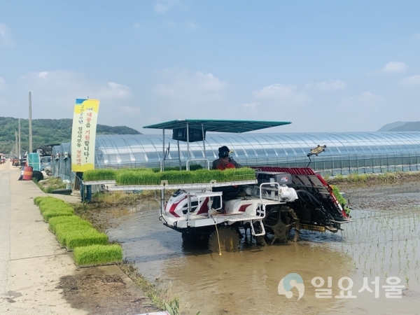 김해평야 첫 모내기가 지난 4일, 칠산서부동 화목들녘 김종문(75)씨 벼논 1만4875㎡(4500평)에서 실시됐다. @ 김해시 제공