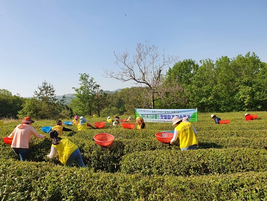 전남 보성군 자원봉사단체 농촌일손돕기 구슬땀