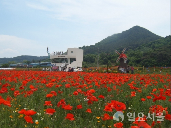 북천 꽃양귀비 축제 @ 하동군 제공