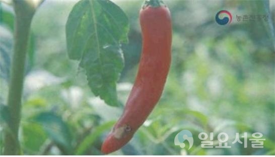 고추 담배나방 피해 @ 경상남도농업기술원 제공