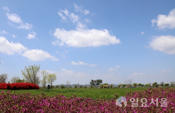 강나루생태공원 청보리밭 @ 함안군 제공