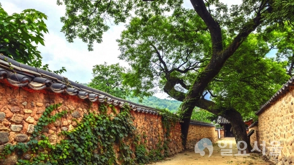 산청군 단성면 남사예담촌 부부 회화나무