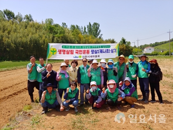 사천시 새마을회가 12일, 기후위기 대응과 경제적, 공익적 가치를 증진시키는 1년생 풀인 양삼(케나프)을 식재했다. @ 사천시 제공