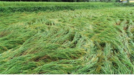 태풍 ‘솔릭’으로 인한 전남 강진군 도암면 일대 발생한 벼 재배농지 피해 현장