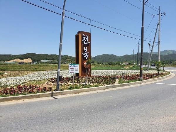 천북면 금영화 ‘활짝’