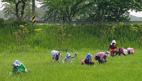 장성군이 '지역공동체일자리 및 공공근로 사업' 신청자를 모집한다. 사진은 황룡강 관리 현장.