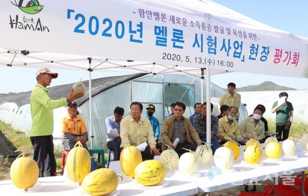 함안군은 지난 13일 오후 4시, 가야읍 도항리 안수환 씨 농가에서 멜론 시험사업의 현장평가회를 가졌다. @ 함안군 제공