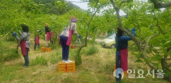 사천시 여성단체 철쭉회가 지난 14일, 정동면 대곡 마을에 소재한 단감 농가를 찾아 봄철 농촌 일손 돕기를 했다. @ 사천시 제공