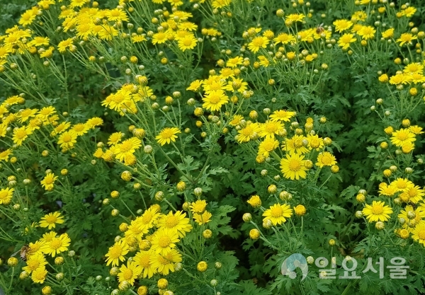 경상남도가 개발한 감국 '원향' @ 경상남도농업기술원 제공