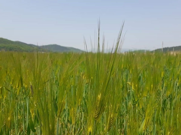 경주시가 신품종 다수확 사료작물 종자 생산 보급체계 구축(사료용 보리).